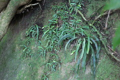 Haplopteris anguste-elongata