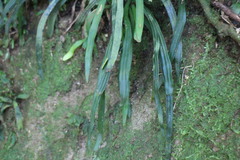 Haplopteris anguste-elongata