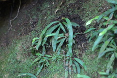 Haplopteris anguste-elongata