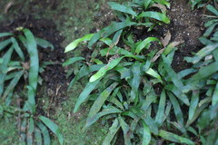 Haplopteris anguste-elongata