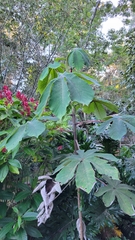 Cecropia