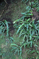 Haplopteris anguste-elongata