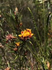 Pultenaea robusta
