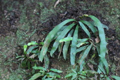 Haplopteris anguste-elongata