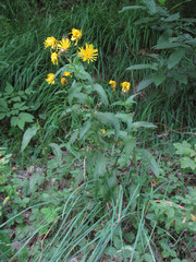 Crepis pyrenaica