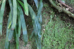 Haplopteris anguste-elongata