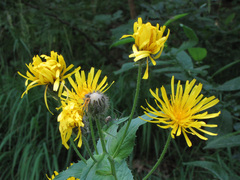Crepis pyrenaica