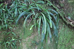 Haplopteris anguste-elongata