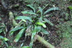 Haplopteris anguste-elongata