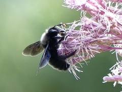 Xylocopa violacea