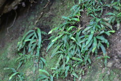 Haplopteris anguste-elongata