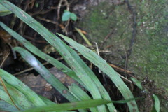 Haplopteris anguste-elongata