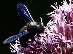 Xylocopa violacea