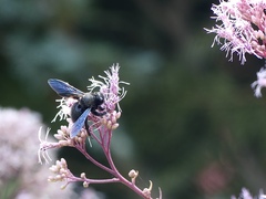 Xylocopa violacea