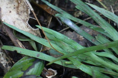 Haplopteris anguste-elongata