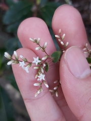 Leucopogon amplexicaulis