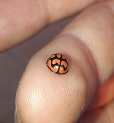 Cheilomenes lunata