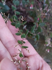 Leucopogon amplexicaulis