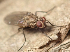 Schizophora