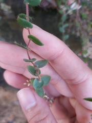 Leucopogon amplexicaulis