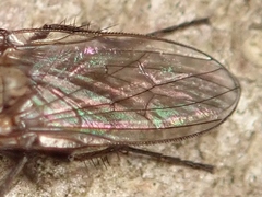 Schizophora