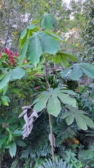 Cecropia