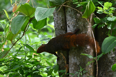 Phoeniculus purpureus angolensis