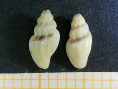 Pseudomangelia vauquelini