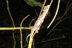 Cyrtodactylus tripuraensis