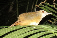 Malacocincla abbotti