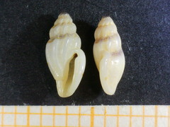 Pseudomangelia vauquelini