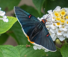 Phocides polybius phanias