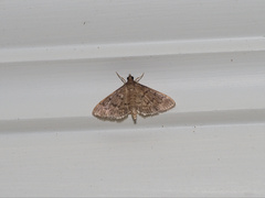 Herpetogramma