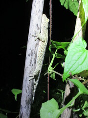 Gekko gecko
