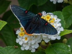 Phocides polybius phanias