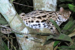 Prionailurus bengalensis