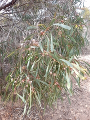 Hakea laurina