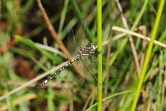 Synthemis eustalacta