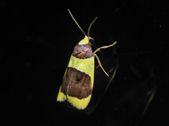 Heterallactis