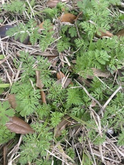 Torilis nodosa