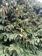 Pterospermum xylocarpum