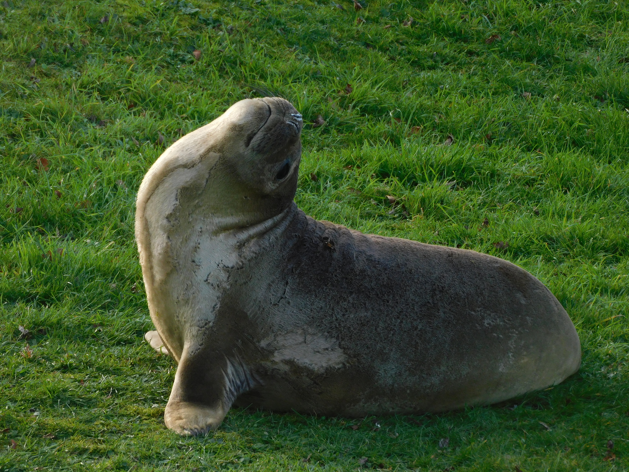 Southern Elephant Seals