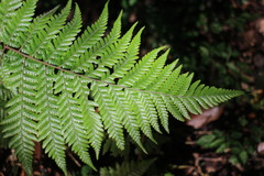 Ctenitis subglandulosa