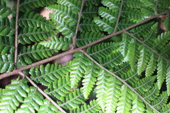 Ctenitis subglandulosa