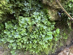 Conocephalum conicum