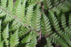 Ctenitis subglandulosa