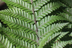 Ctenitis subglandulosa