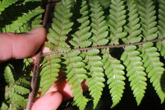 Ctenitis subglandulosa