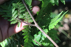 Ctenitis subglandulosa