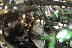 Ctenitis subglandulosa